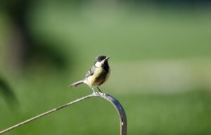 Die Soort Grootheid wat Saak Maak