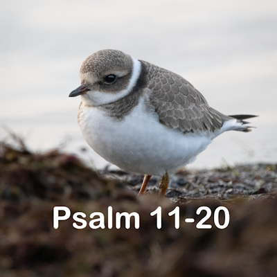 Psalm 11-20